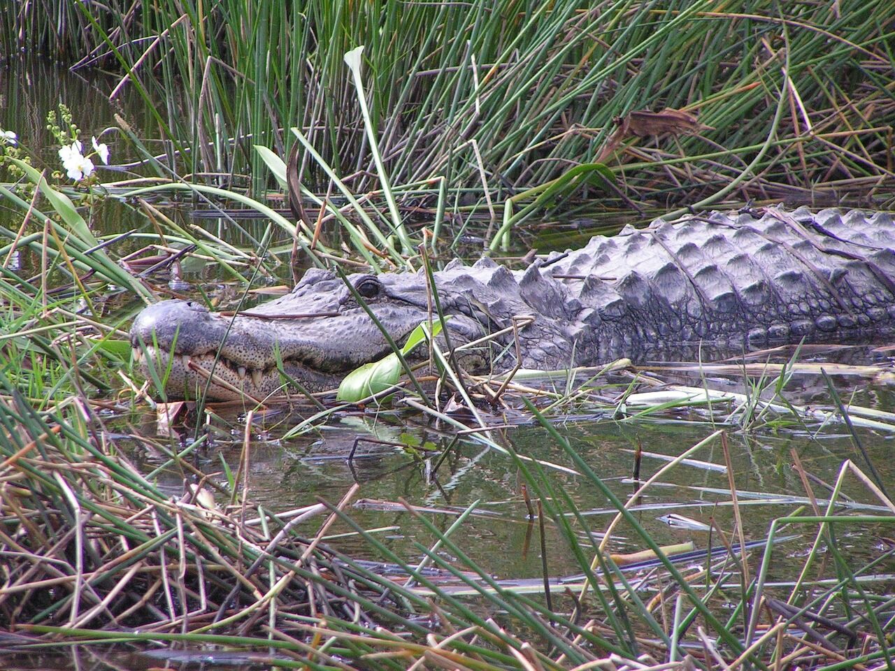 A crocodile in a Panama City conservation